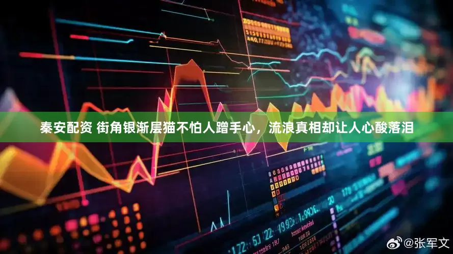 秦安配资 街角银渐层猫不怕人蹭手心，流浪真相却让人心酸落泪
